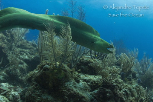 Green Morey, San Pedro Belize by Alejandro Topete 